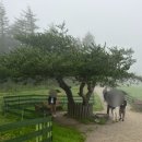 안터목장 이미지