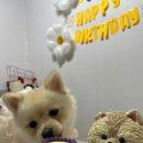 퍼피야미 이미지