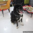 노블도그 이미지