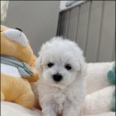 멍벤져스 이미지