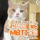고양이 - 태백시 황지로 137 | 고양이