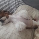 청평동물병원 이미지