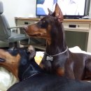 오라켄넬 이미지