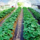 산마을다람쥐 이미지