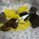 라비본 | [공지] 오시오 강아지옷 에리얼 라비올렛 케이프 _츄츄가 입어본 강아지 케이프 후기