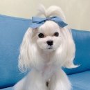 소중하개 이미지