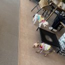 피터펫카페본점 이미지