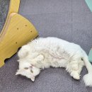 베키보육원 이미지