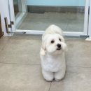 그루밍베베 이미지