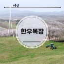 봄날의 산책, 서산 한우목장 웰빙산책로 벚꽃이 활짝 피었어요