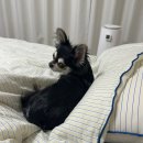 귀엽다멍 이미지