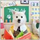 털로덮인친구들(동탄호수공원점) | 털로덮인친구들 개학식은 이렇게 진행되고 있어요 ! 전 지점 개학식 포토존 사진 모음 [애견유치원...