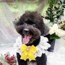 단델리온 견살롱 이미지