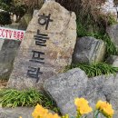 크리스마즈로즈. 이미지