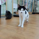 고양이랑놀자 이미지