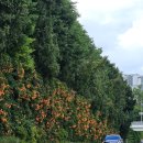 공원로352번길 이미지