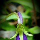 신대1리 이미지