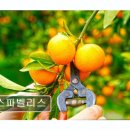 스파벨리스 | 제주 애견동반 숙소 스파벨리스 스파벨리스 조용한 휴식과 체험이 가득한 곳