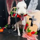 멍스베리 이미지