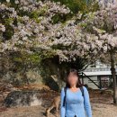 구루맘마 | [일본 히로시마] 4월 벚꽃🌸 여자 혼자 미야지마 이쓰쿠시마 신사 근교 여행 / 노천 온천 목욕탕 추천