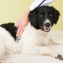 이스턴동물병원 이미지