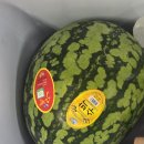 26년 8월 4일 화요일 아침 가리꼴 이미지
