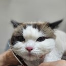 신림고양이미용 | 미용이 힘든아이도 예쁜얼굴 완성 캣치유 고양이미용후기