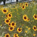 꽃이랑개랑 이미지