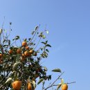 여명식당 이미지