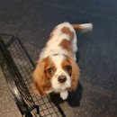 소노펫 스쿨 이미지