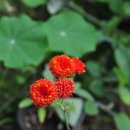 플라워21 이미지