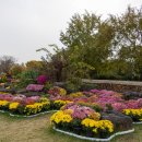 핑크드림작은도서관 | 인천 꽃축제 | 드림파크 국화축제 후기와 주차장 정보