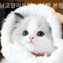 강남고양이분양 나비캣 이미지