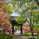 23 | 서산 문수사 겹벚꽃 실시간 4월 23일 최신 모습