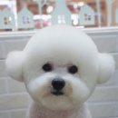 행복한강아지 이미지