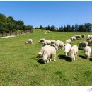 동양목장 이미지