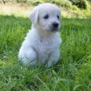 톰퍼피 강아지 분양 이미지