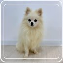 하남강아지 이미지