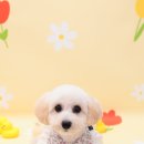 허그퍼피 이미지