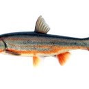 제일생선 이미지