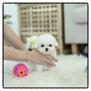 펫# | 송도강아지분양 진심으로 만족한 유앤미펫 후기