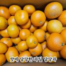 동문문화거리 | 제주 동문시장 과일가게 당당과 추천｜타이벡 감귤 황금향 후기