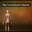 4.The Vertebral Column. 이미지