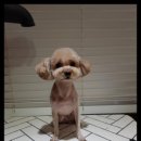 뽀송뽀송 애견미용 이미지