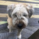 새들민박 이미지