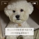 그린펫클럽 | 이니스프리 그린펫클럽 사용후기:: 강아지 워터리스 발 세정제 강아지 올인원 미스트