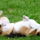 행복한 강아지 이미지