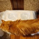 잘난돌스 이미지