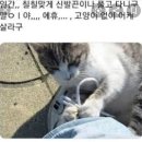 나만없어고양이 이미지