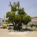 상모리-22 이미지